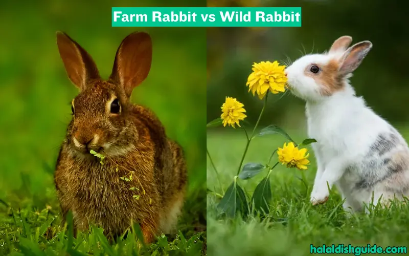 Farm Rabbit vs Wild Rabbit