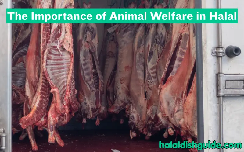 The Importance of Animal Welfare in Halal