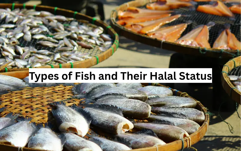 Types of Fish and Their Halal Status