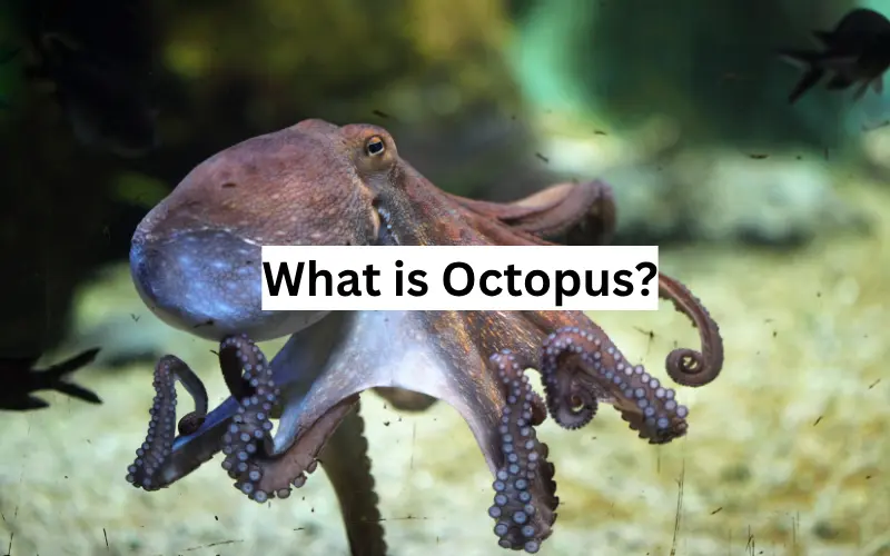 What is Octopus